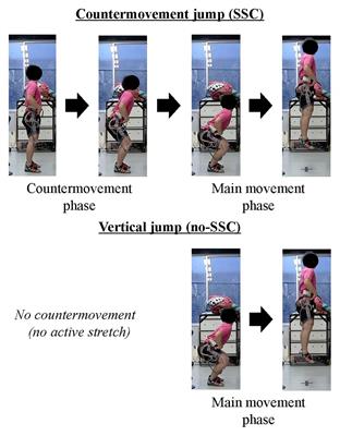 Evidence for Muscle Cell-Based Mechanisms of Enhanced Performance in Stretch-Shortening Cycle in Skeletal Muscle